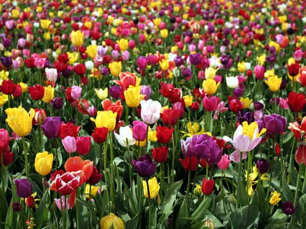 El significado de los tulipanes en las bodas: Un símbolo de amor y armonía
