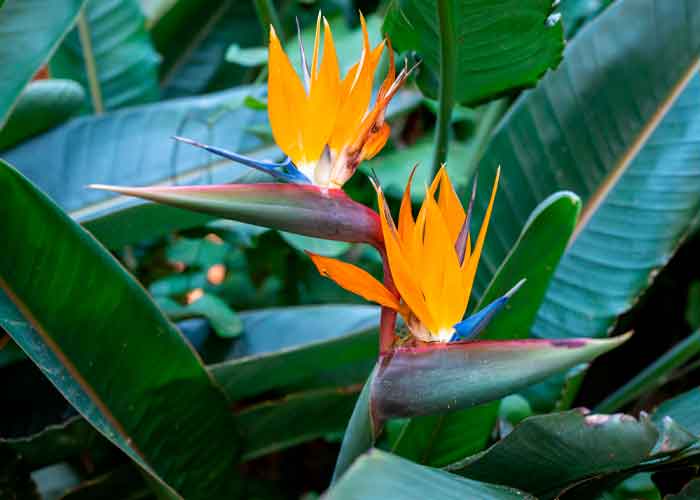 La estrelitzia: la flor exótica que transformará tu boda en un paraíso tropical
