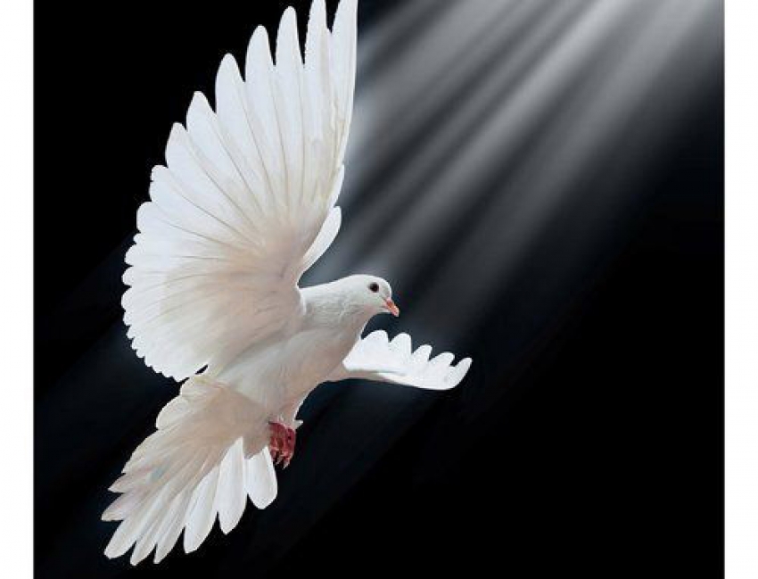 La importancia y simbolismo de la paloma de confirmación en el sacramento de la confirmación